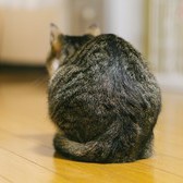 【合う味ダイエット®】姿勢が良い人は痩せやすい？猫背だと味を感じにくい？！